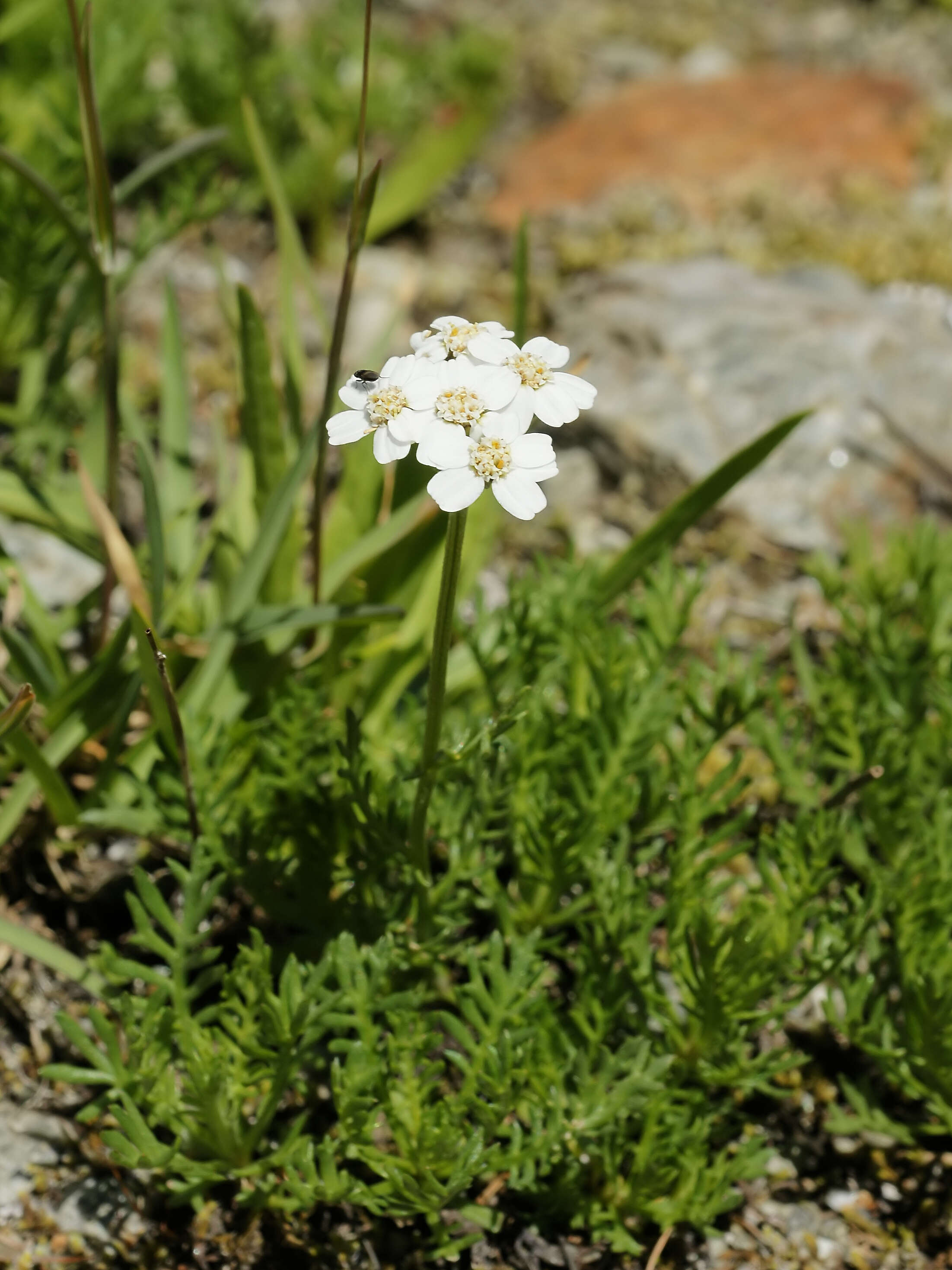 Image of yarrow