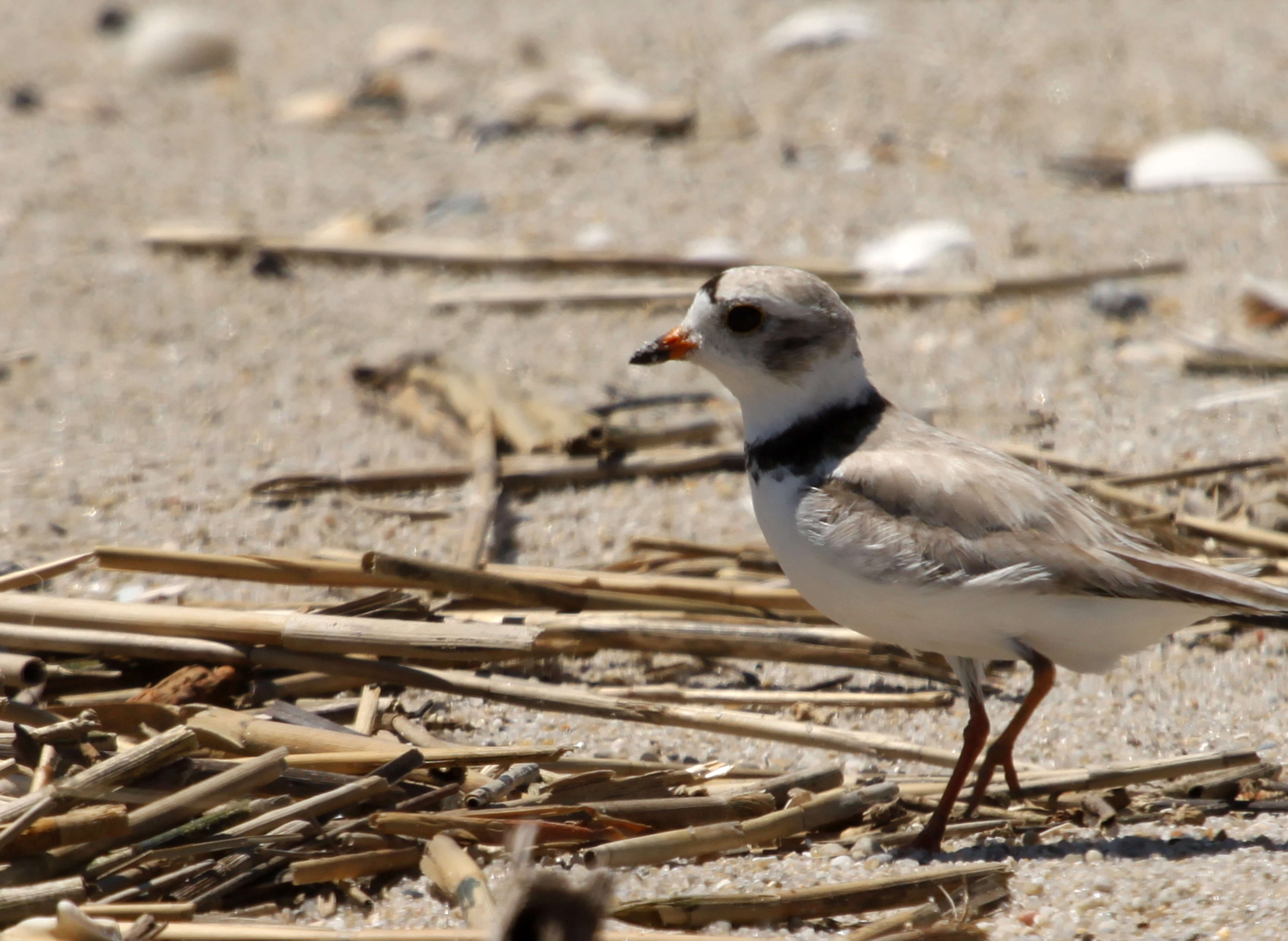 Image of Piping Plover