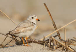 Image of Piping Plover