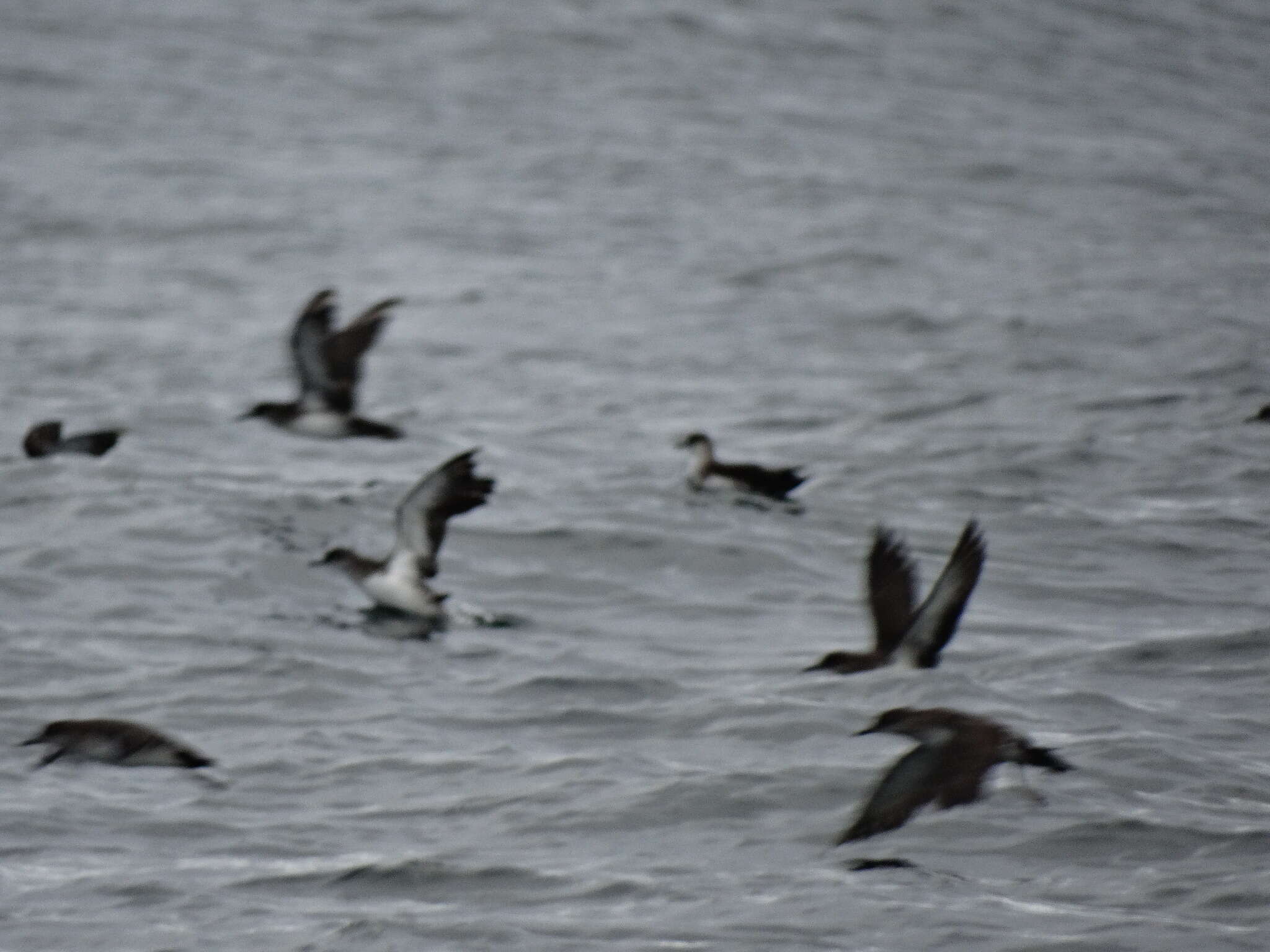 Image of Black-vented Shearwater