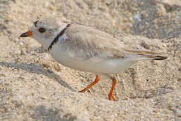 Image of Piping Plover