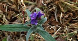 Echium bonnetii Coincy的圖片