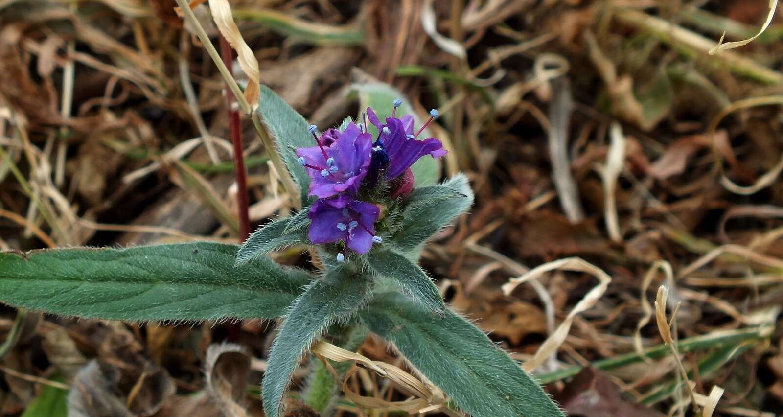 Image of Echium bonnetii Coincy