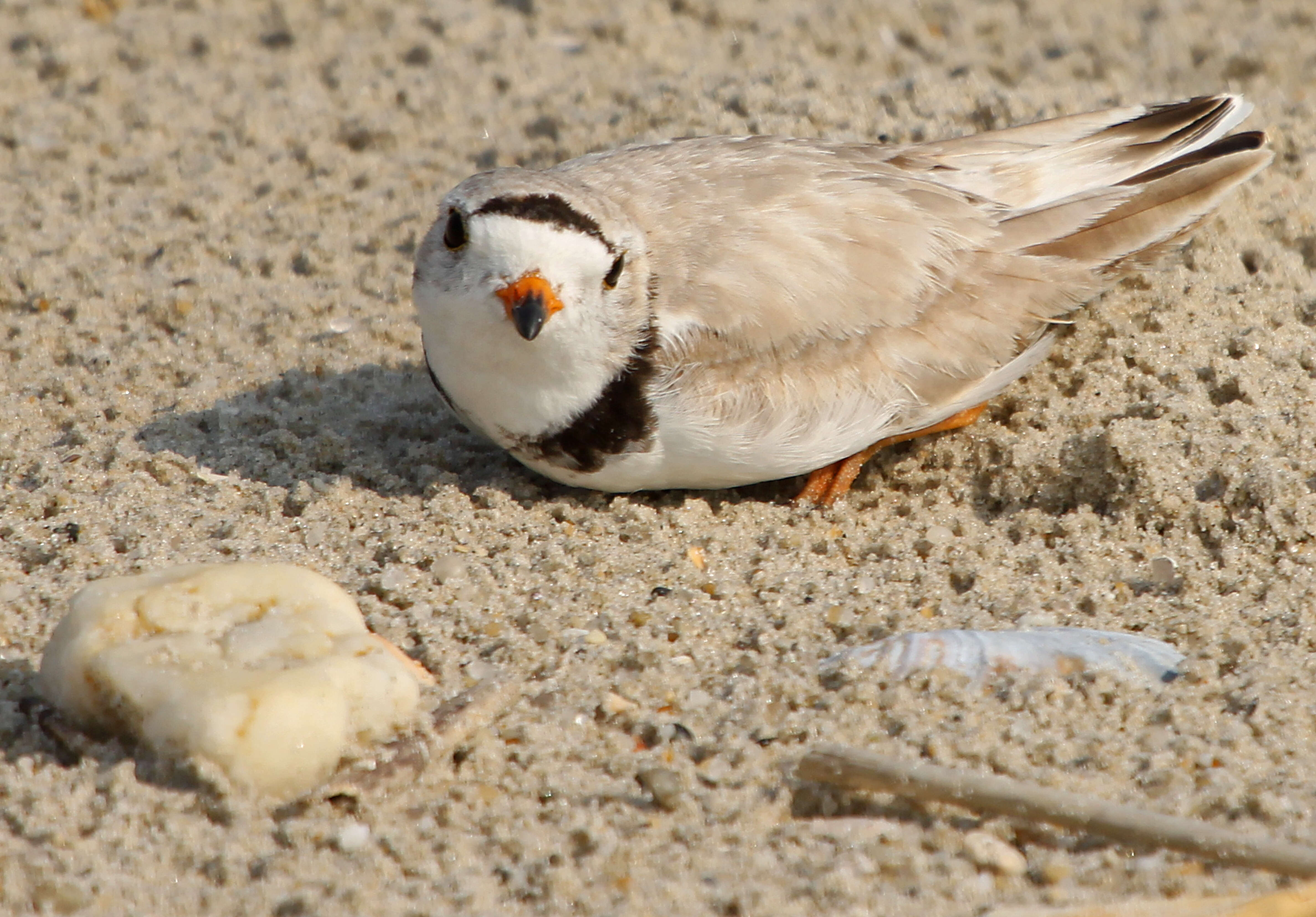 Image of Piping Plover