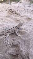 Image of Fringe-toed Sand Lizard