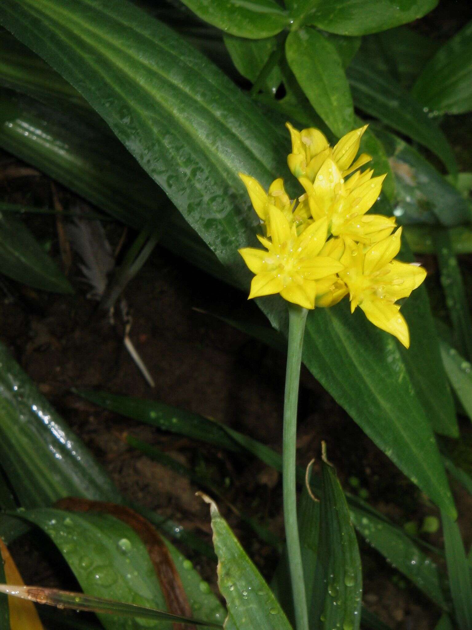 Image of Lily Leek