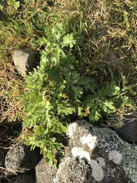 Image of Senecio radiolatus F. Müll.