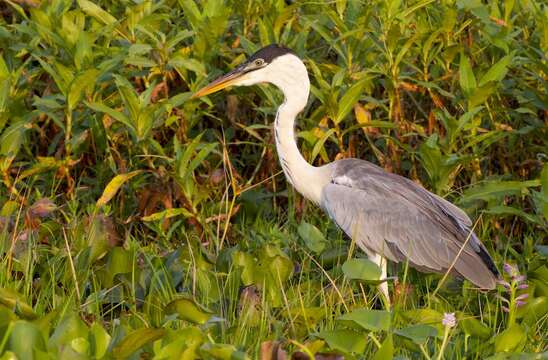 Image of Cocoi Heron