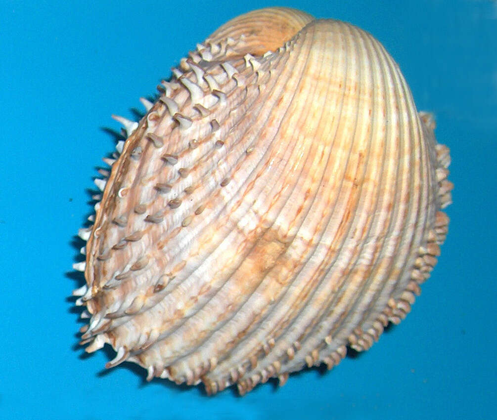 Image of spiny cockle