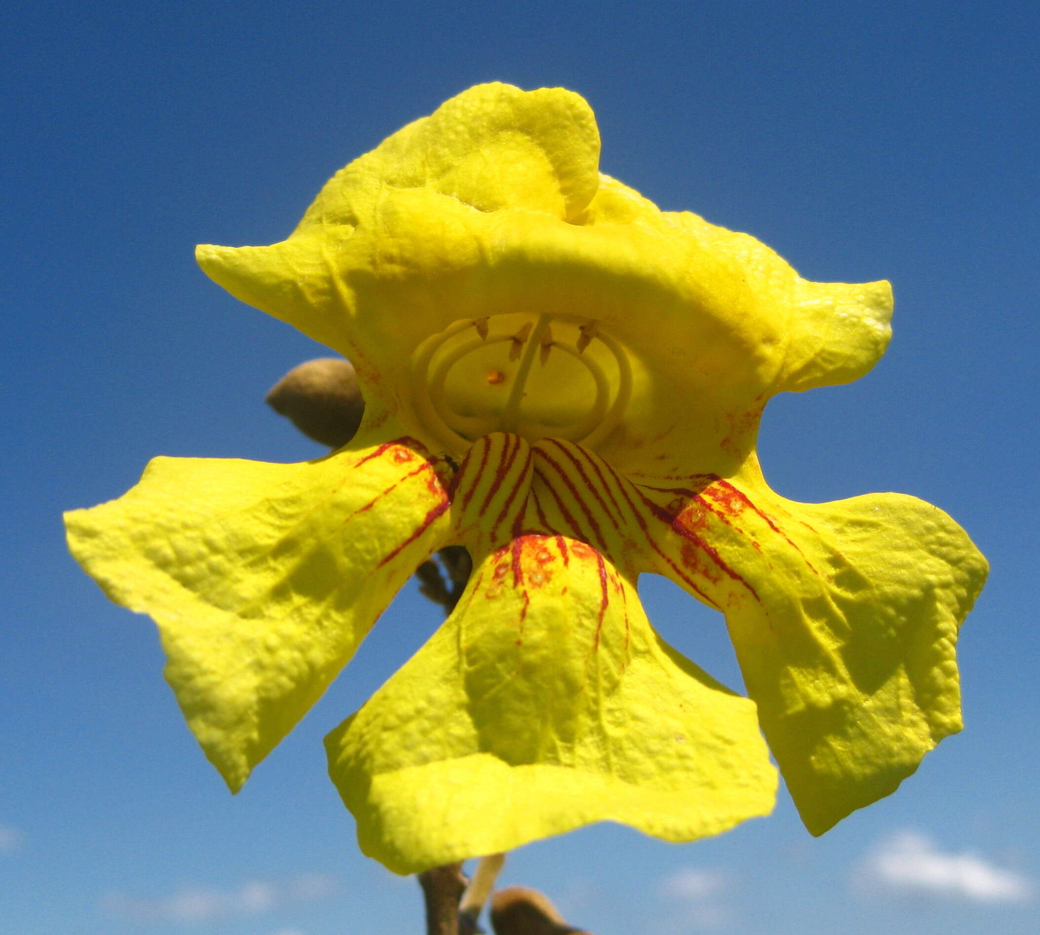 Image de Markhamia obtusifolia (Bak.) Sprague