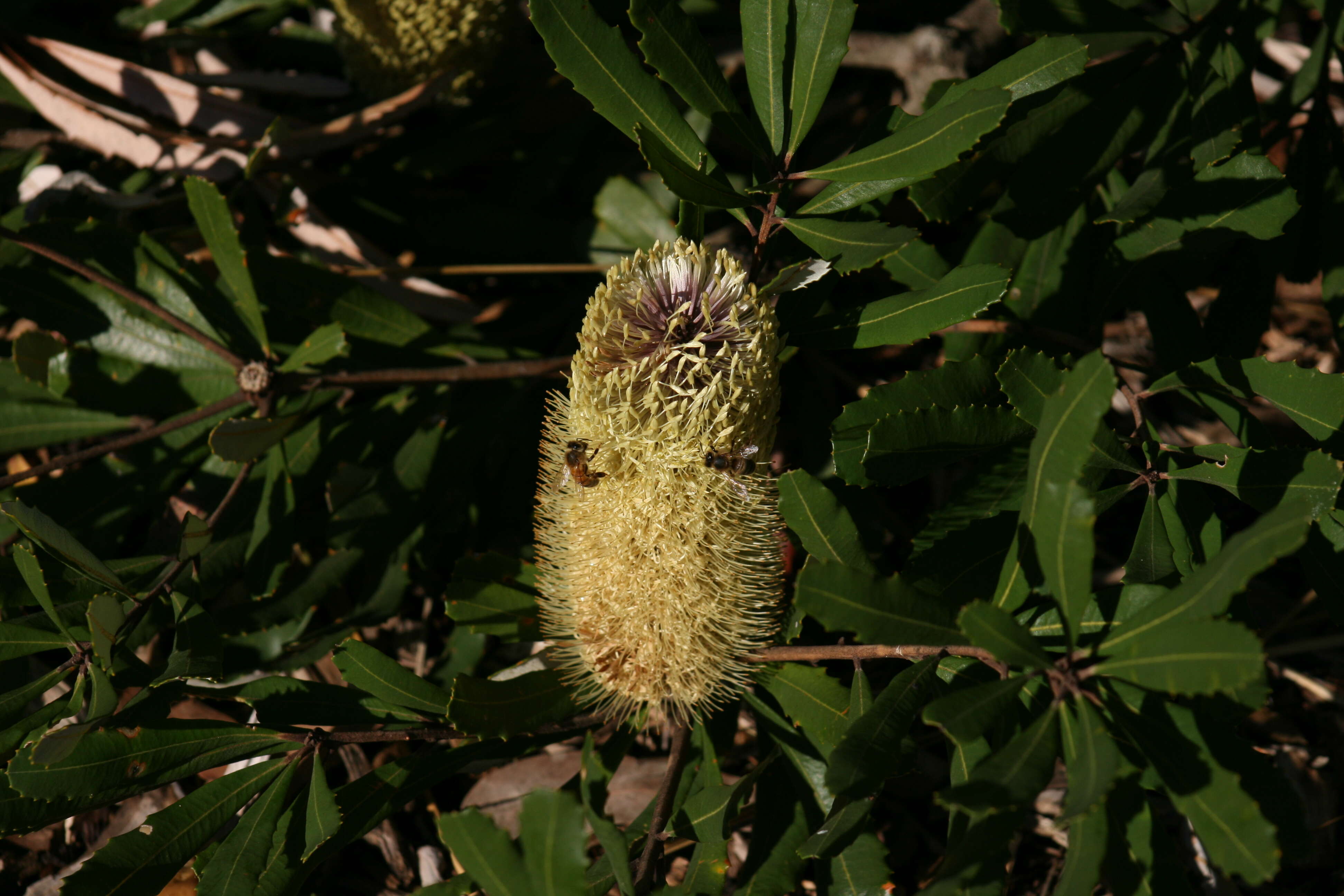 Image of Banksia oblongifolia Cav.