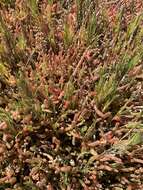 Image of Salicornia natalensis Bunge ex Ung.-Sternb.