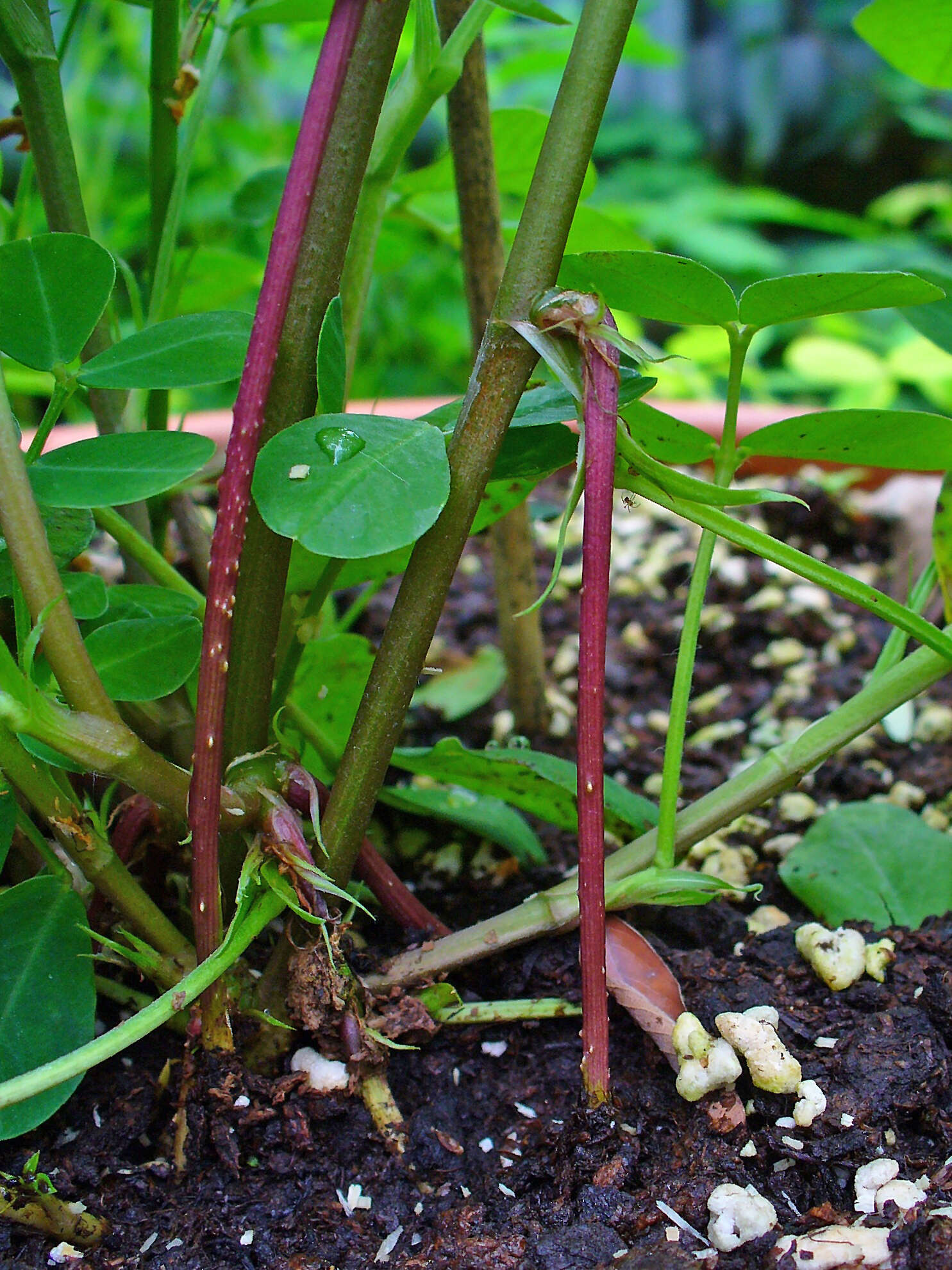 Plancia ëd Arachis hypogaea L.