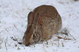 Imagem de Sylvilagus obscurus Chapman, Cramer, Deppenaar & Robinson 1992