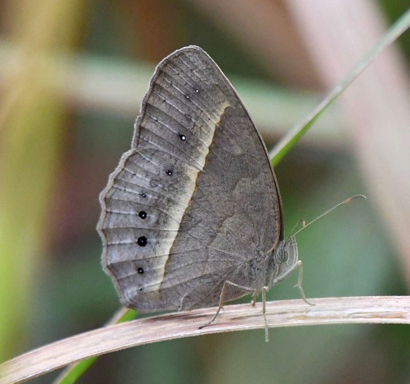 Imagem de Mycalesis mineus Linnaeus 1858