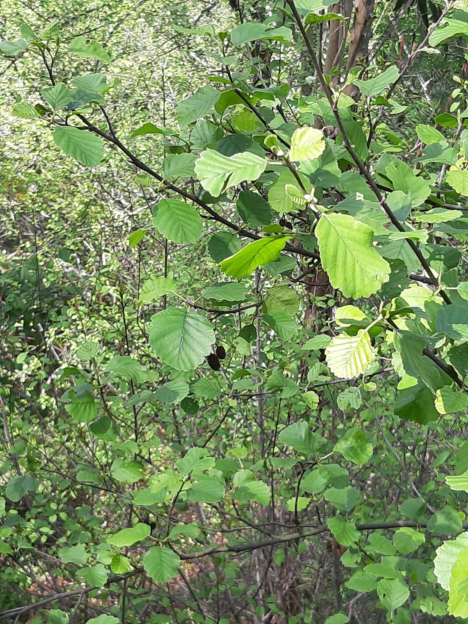 Imagem de Alnus lusitanica Vít, Douda & Mandák