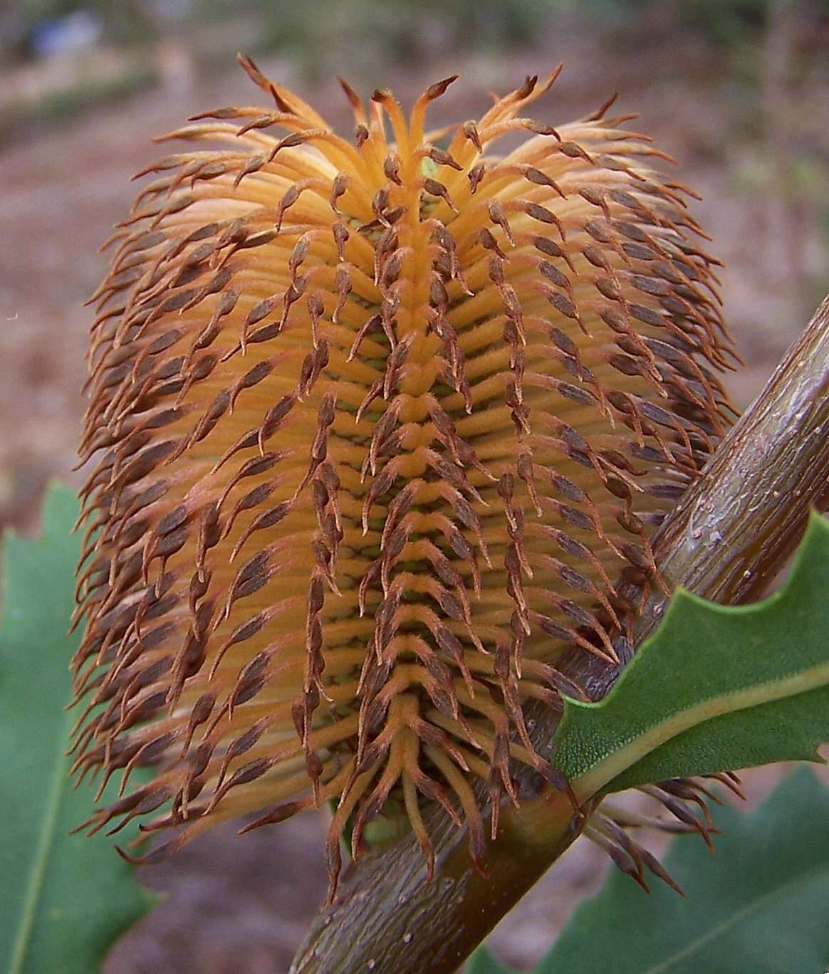 Image of Oak-leaved Banksia