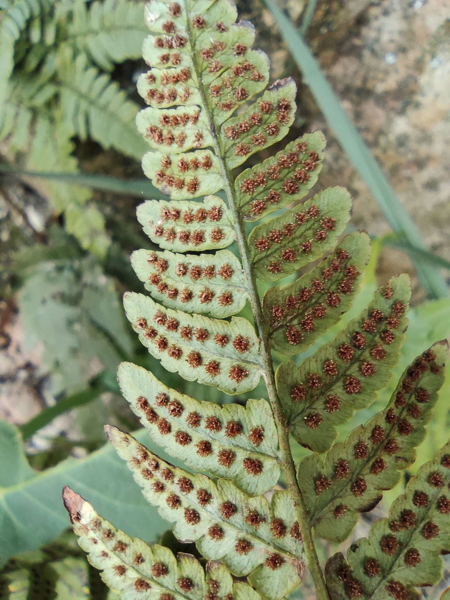 Plancia ëd Dryopteris fuscipes C. Chr.