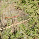 Imagem de Sympetrum sinaiticum Dumont 1977