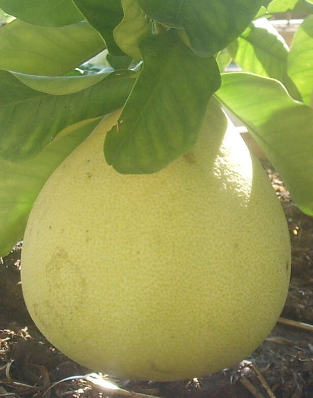 Image of Citrus maxima