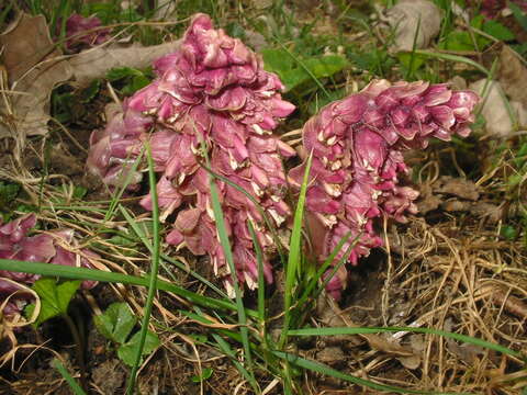 Image of common toothwort