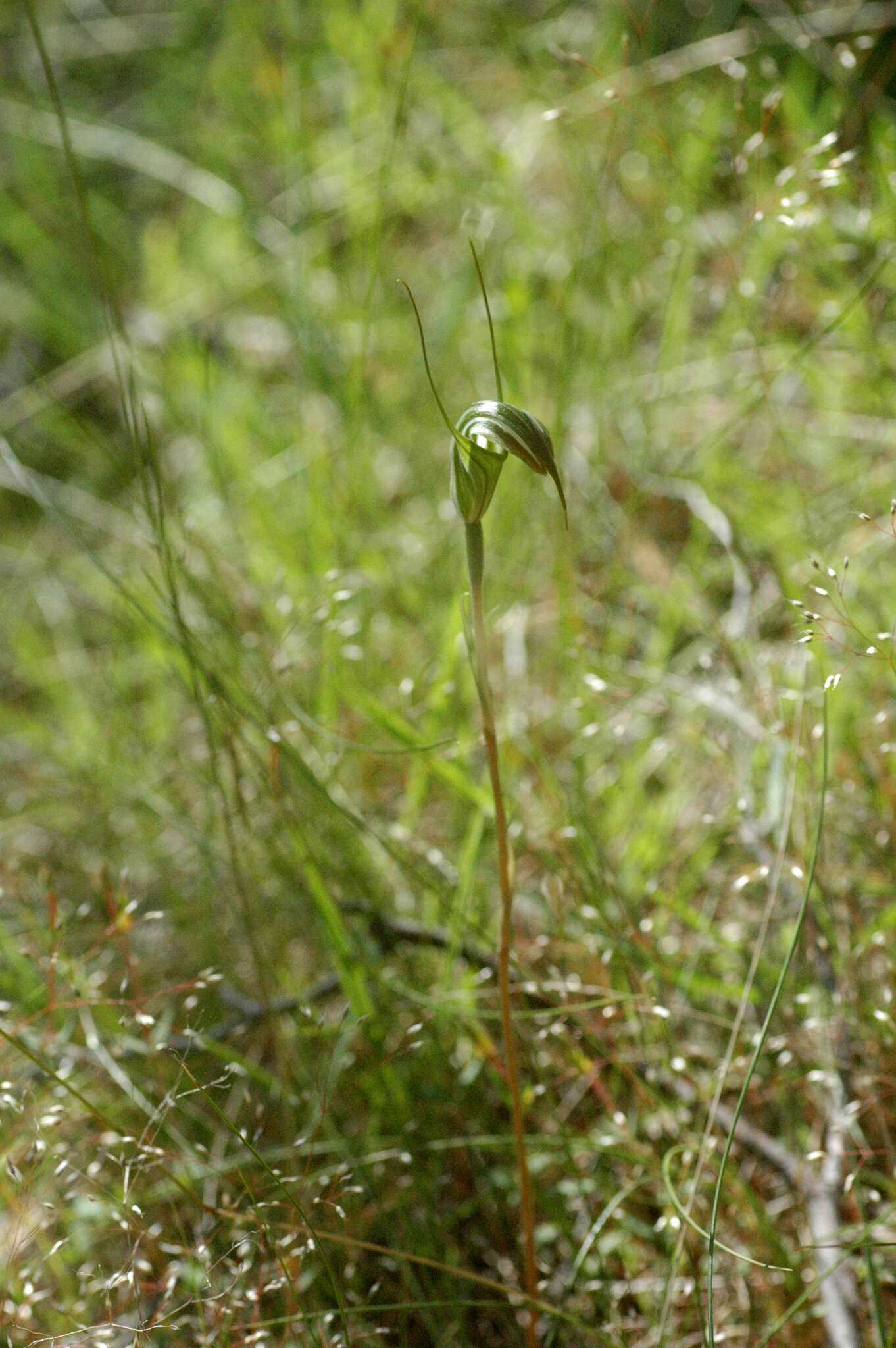 Image of Summer greenhood