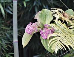 Image of Medinilla cumingii Naud.