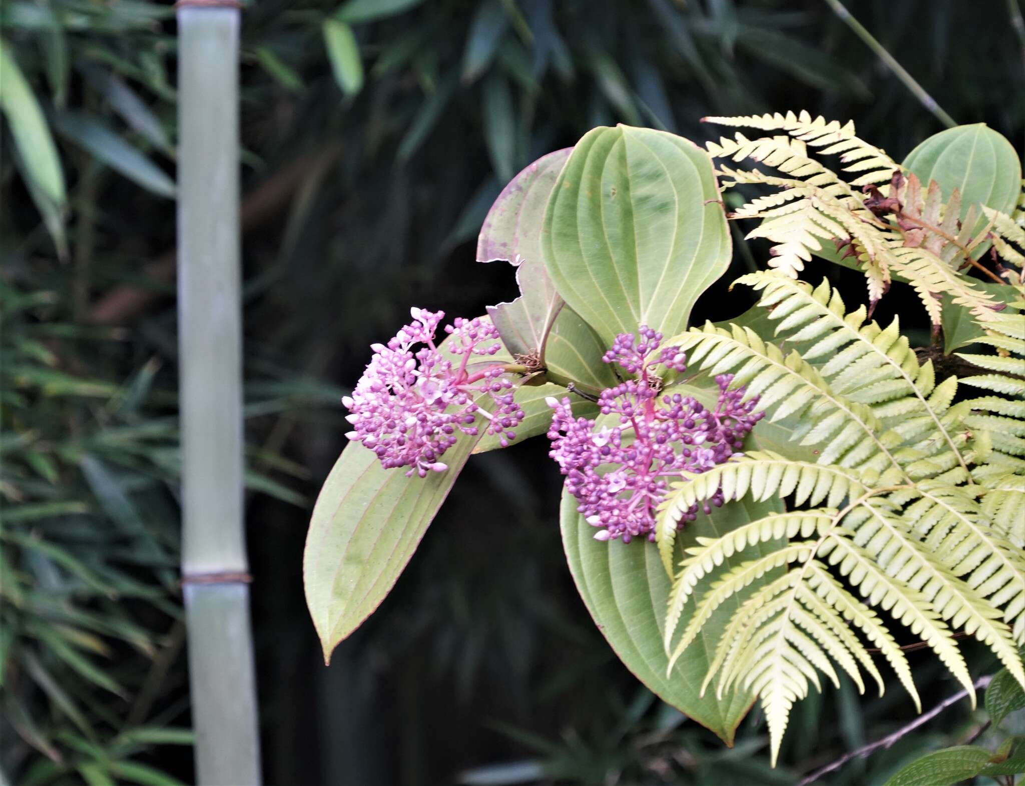 Imagem de Medinilla cumingii Naud.