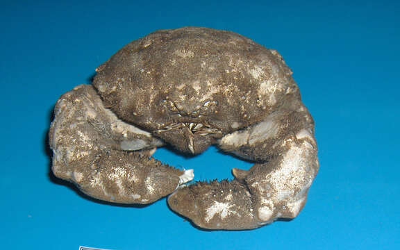 Image of Linnaeus's sponge crab