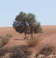 Image of Vachellia haematoxylon (Willd.) Seigler & Ebinger