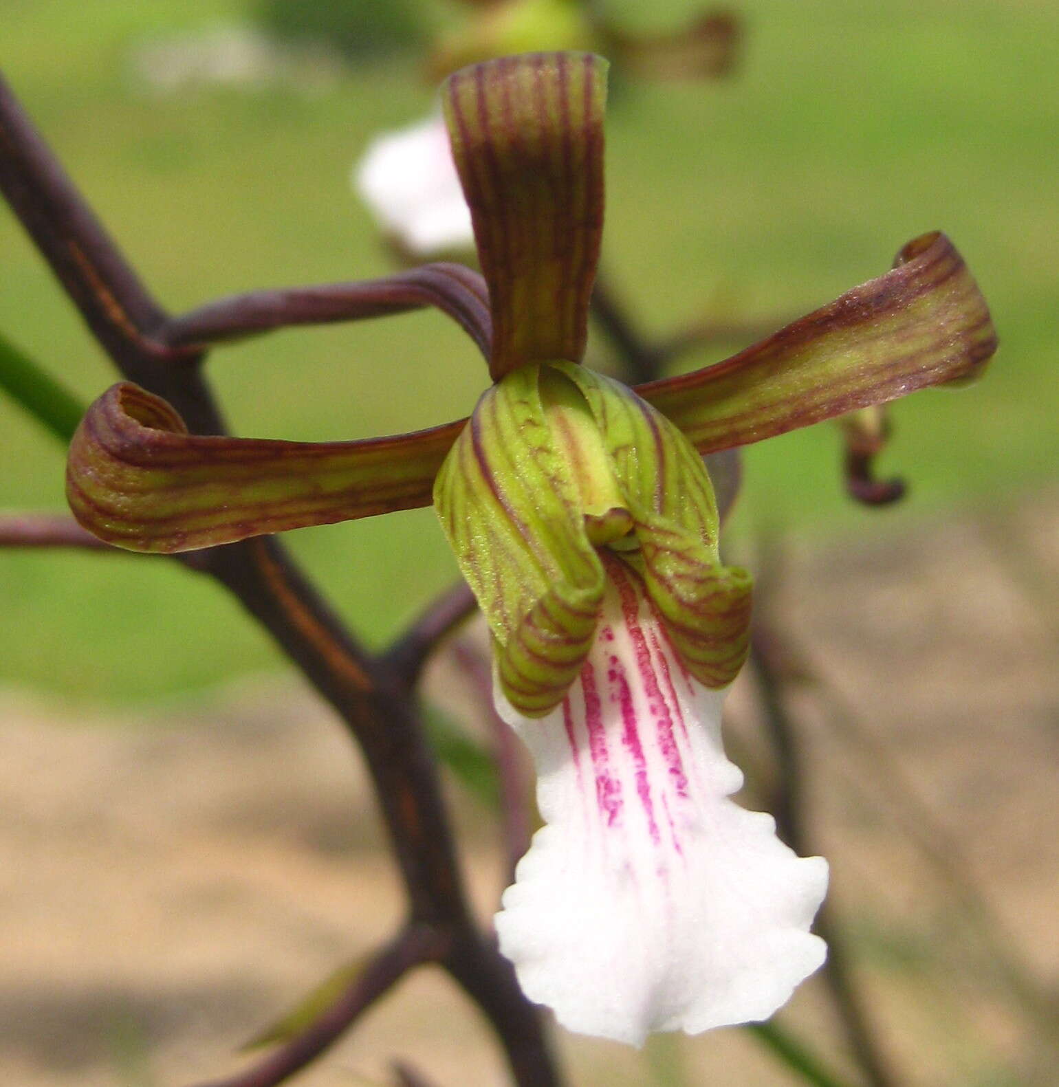 Image of Eulophia petersii (Rchb. fil.) Rchb. fil.