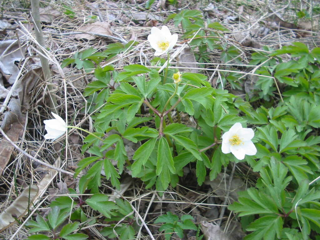 Image of European thimbleweed