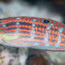 Image of Claudia's wrasse