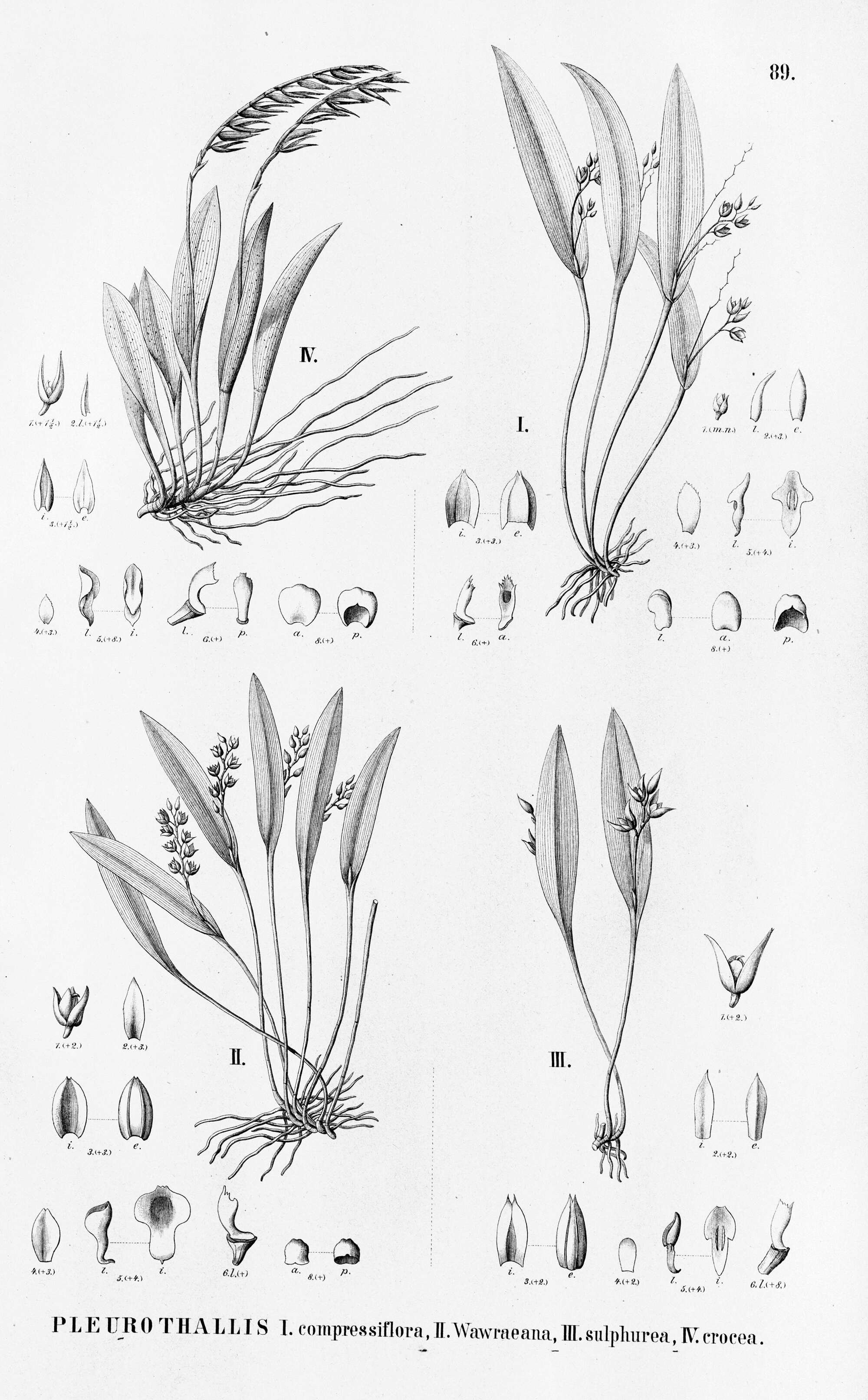 Image of Acianthera glumacea (Lindl.) Pridgeon & M. W. Chase