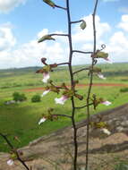 Image of Eulophia petersii (Rchb. fil.) Rchb. fil.