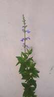 Imagem de Salvia pallida Benth.