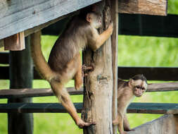 Image of Spix's white-fronted capuchin