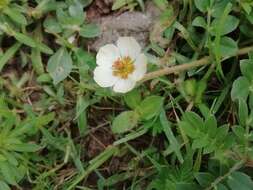 Image of Kallstroemia rosei Rydb.