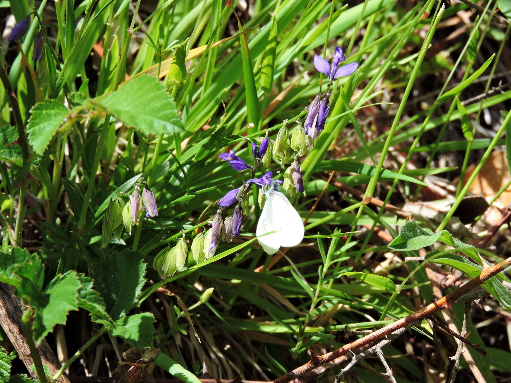 Leptidea sinapis (Linnaeus 1758)的圖片