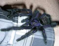 Image of Ecuadorian Purple Tarantula