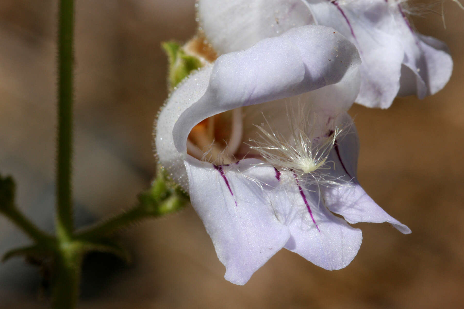 Image de Penstemon grinnellii subsp. scrophularioides (M. E. Jones) Munz