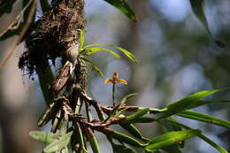 Image of Maxillaria aciantha Rchb. fil.