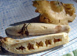 Image of Stinking Russula