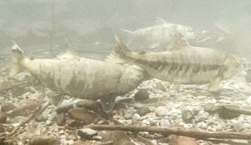 Image of Calico salmon