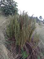 Image de Polystichum speciosissimum (A. Br. ex Kunze) Copel.