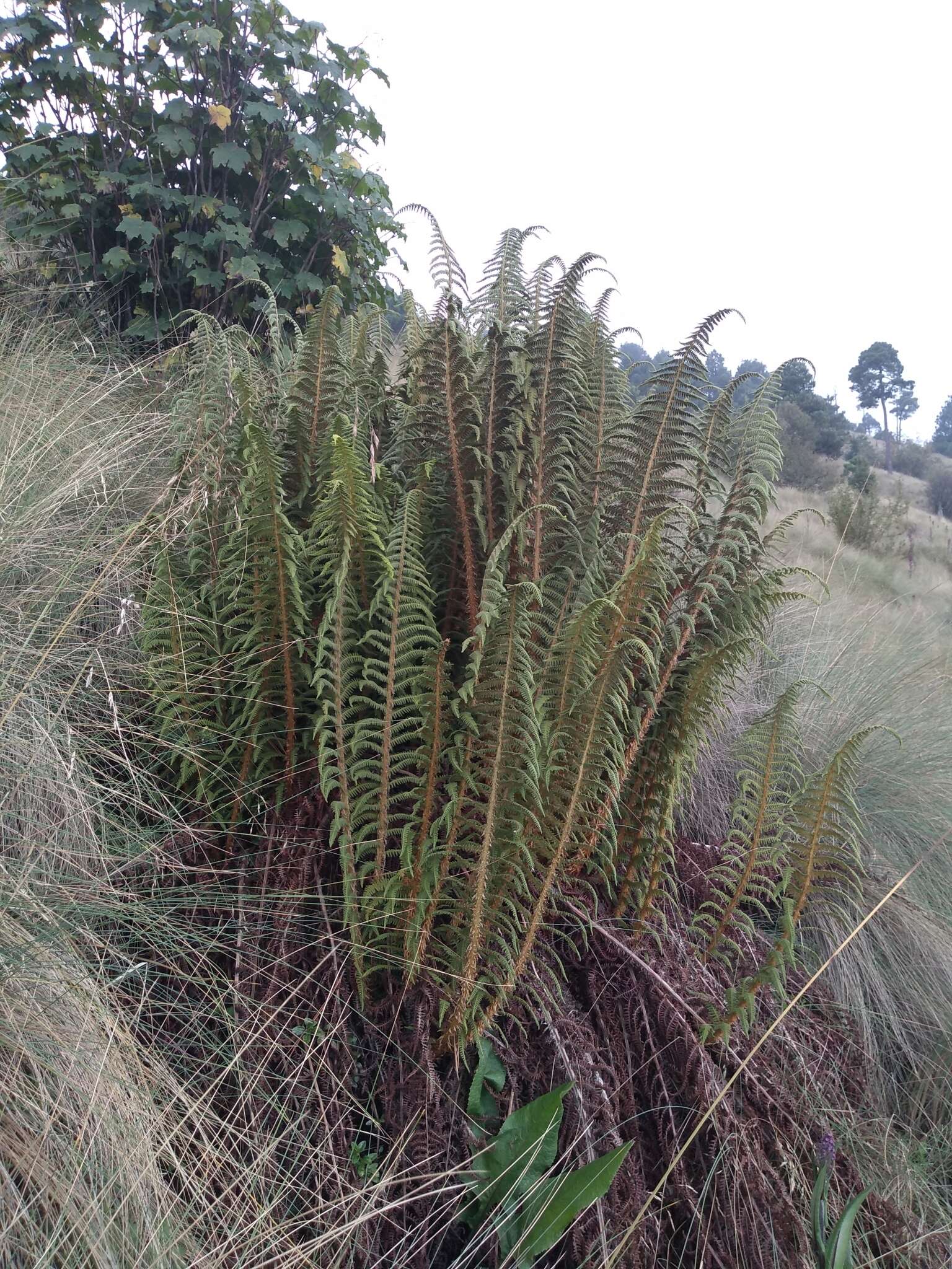 Image of Polystichum speciosissimum (A. Br. ex Kunze) Copel.