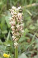 Orchis galilaea (Bornm. & M. Schulze) Schltr. resmi