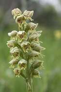 Orchis galilaea (Bornm. & M. Schulze) Schltr. resmi