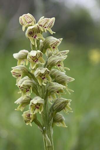 Orchis galilaea (Bornm. & M. Schulze) Schltr. resmi