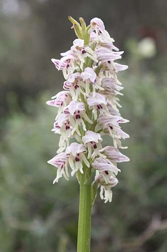 Orchis galilaea (Bornm. & M. Schulze) Schltr. resmi